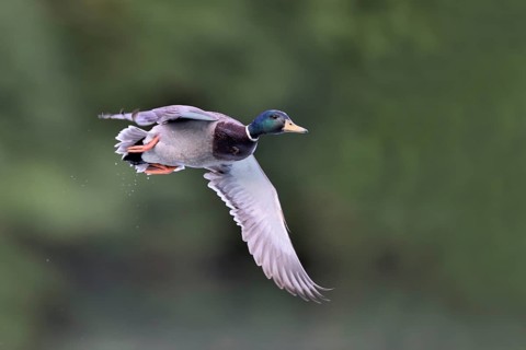 Mallard (Anas platyrhynchos) male flying, North Rhine-Westphalia, Germany
