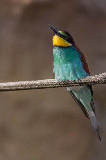 One European bee-eater (Merops apiaster) sitting on a twig in front of a breeding cliff