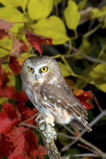 Northern Saw-whet Owl Aegolius acadicus Duluth, Minnesota, USA 15 October Adult Strigidae