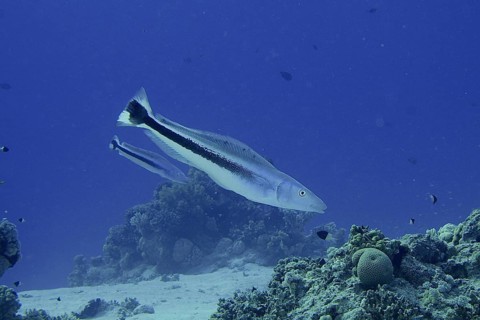 Blue-headed torpedo perch (Malacantus latovittatus)
