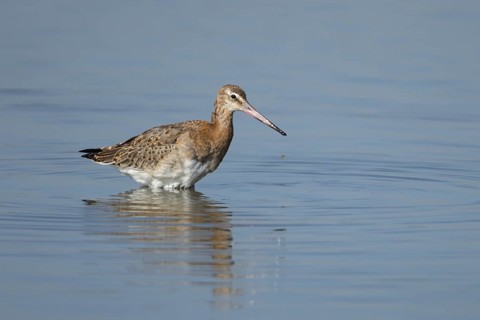 Black tailed godwit (Limosa limosa) adult wading bird washing in a shallow lagoon, RSPB Frampton