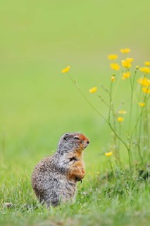 Columbia ground squirrel (Urocitellus columbianus, Spermophilus columbianus), Yoho National Park,
