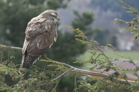 Common Buzzard (Buteo buteo), Saxony, Germany