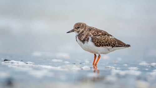 Ruddy Turnstone (Arenaria interpres) on shoreline, Mecklenburg-Western Pomerania, Germany