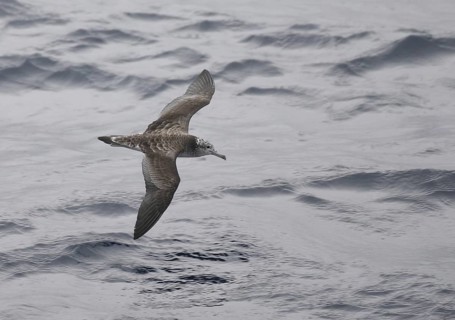 Streaked Shearwater (Calonectris leucomelas) flying, Japan