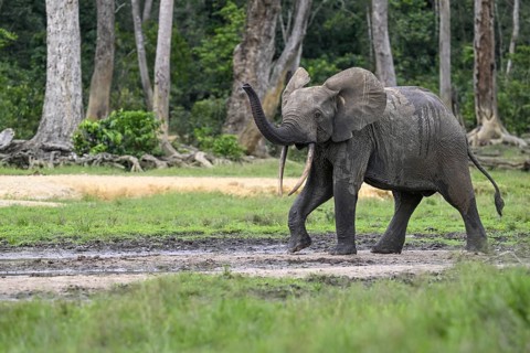 Forest elephant (Loxodonta cyclotis) in the Dzanga Bai forest clearing, Dzanga-Ndoki National Park,