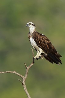 Eastern Osprey (Pandion cristatus), Queensland, Australia