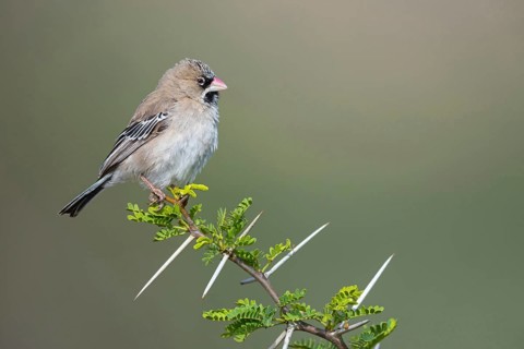 Bearded Weaver, Moustached Weaver, (Sporopipes squamifrons), Animals, Birds, Weaverbirds, Mountain