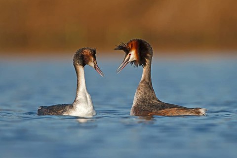 Great Crested Grebe (Podiceps cristatus) pair displaying, Utrecht, Netherlands