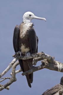 Magnificent Frigatebird (Fregata magnificens), Ecuador