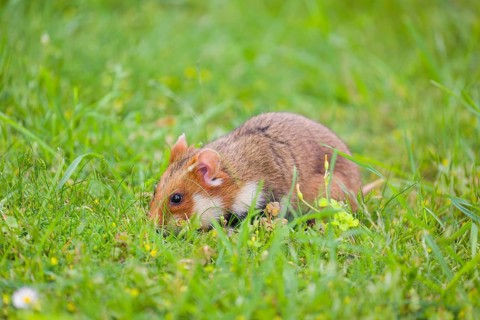 A European hamster (Cricetus cricetus), Eurasian hamster, black-bellied hamster or common hamster,