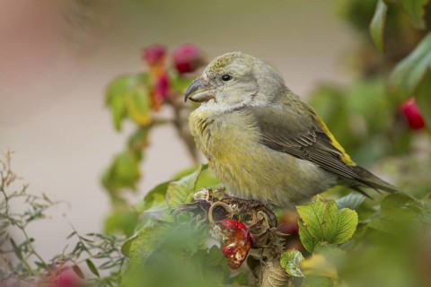 Parrot Crossbill - Kiefernkreuzschnabel - Loxia pytyopsittacus, Germany. female