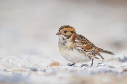 Lapland Longspur - Spornammer - Calcarius lapponicus ssp. lapponicus, Germany
