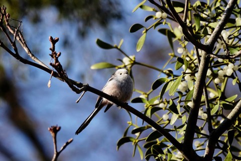 Long-tailed tit on a branch, winter, Germany