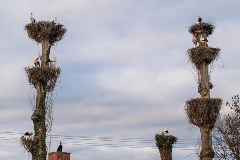 White storks, Rapperswil, Switzerland