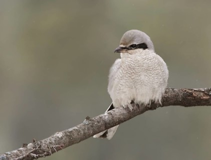 Great Grey Shrike (Lanius excubitor) female, Saskatchewan, Canada