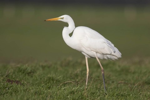 Great Egret (Ardea alba), North-Rhine Westfalia, Germany