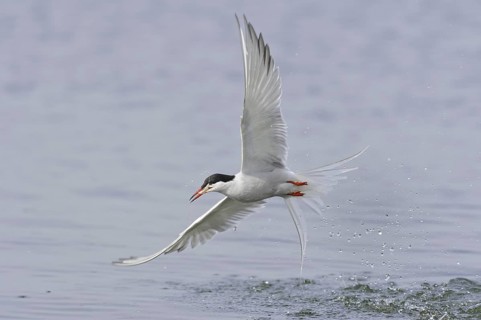 Common Tern (Sterna hirundo) flying, Lower Saxony, Germany