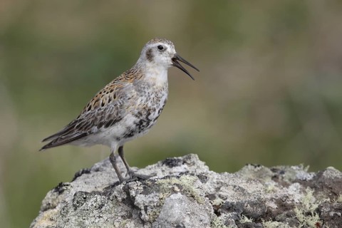 Rock Sandpiper (Calidris ptilocnemis), Alaska, USA