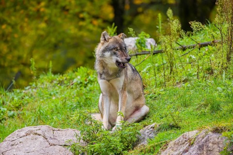 An adult male eurasian gray wolf (Canis lupus lupus) sits on a green meadow on hilly terrain,