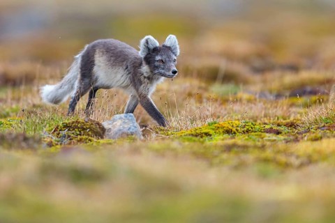 Arctic fox foraging, Arctic fox, (Alopex lagopus), Europe, Norway, Spitsbergen, Longyearbyen,