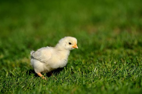 A single chick runs across green grass in bright daylight, domestic fowl (Gallus gallus