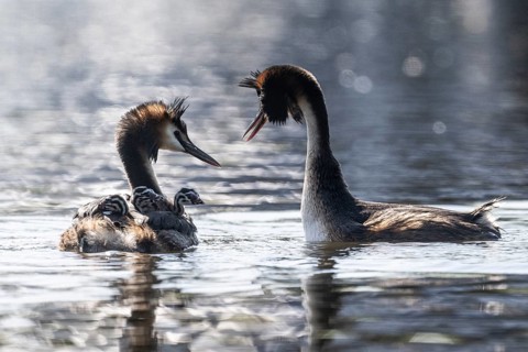 Great Crested Grebe (Podiceps Scalloped ribbonfish) with juveniles, Emsland, Lower Saxony, Germany