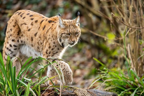Eurasian lynx (Lynx lynx), in a forest, captive, Bavaria, Germany