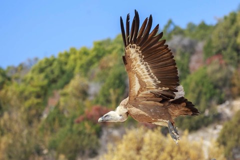 Griffon Vulture (Gyps fulvus) flying, Spain