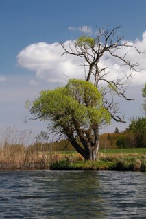 Willow trees on the banks of the Peene, dying willow tree, dead wood, Peene Valley River Landscape