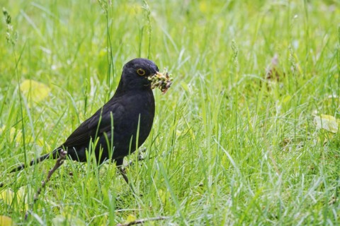 Blackbird in a park after a successful foraging trip, spring, Germany