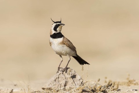 Temminck's Lark (Eremophila bilopha) male, Meishar, Israel