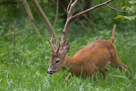 One male Roe Deer, Roe buck (Capreolus capreolus), walking on the forest floor through dense