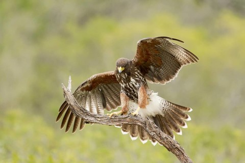 Harris's Hawk (Parabuteo unicinctus) juvenile, Texas, USA