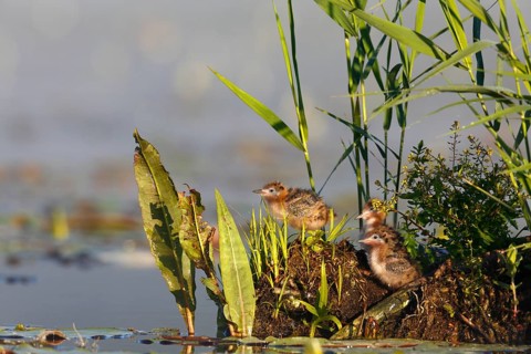 Black Tern (Chlidonias niger) chicks, Mecklenburg-Western Pomerania, Germany