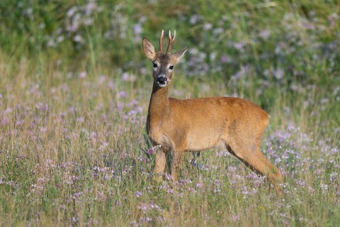 Roe deer (Capreolus capreolus), roebuck standing in a meadow and eating, grazing on clover
