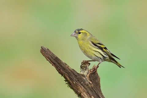 Eurasian siskin (Carduelis spinus), male sitting on a branch overgrown with moss, Wilnsdorf, North