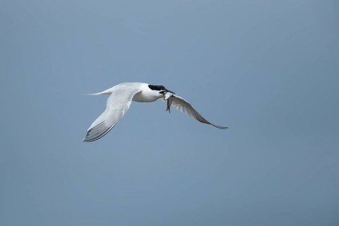 Sandwich tern (Thalasseus sandvicensis) adult bird in flight with a fish in its beak in summer,