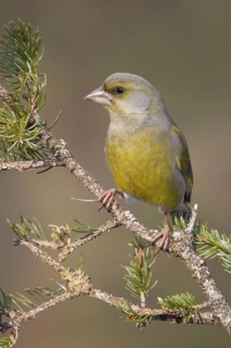 European Greenfinch (Chloris chloris) male, St. Gallen, Switzerland