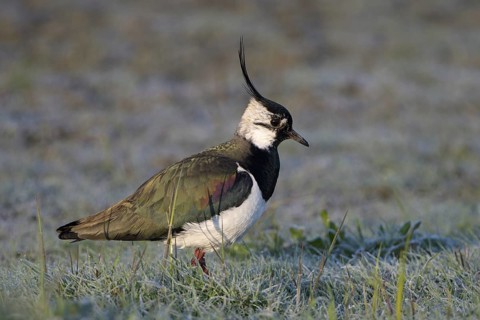 Kiebitz (Vanellus vanellus), Lapwing, mit Rauhreif, morgens, April, Insel Texel, Nordholland,