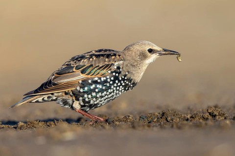 Common Starling (Sturnus vulgaris) juvenile perched on the ground, North Rhine-Westphalia, Germany