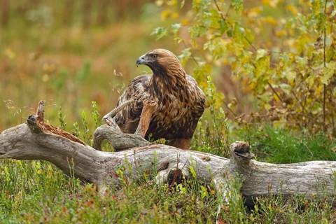 Golden eagle (Aquila chrysaetos), front view, view to the side, behind tree stump, autumn mood,