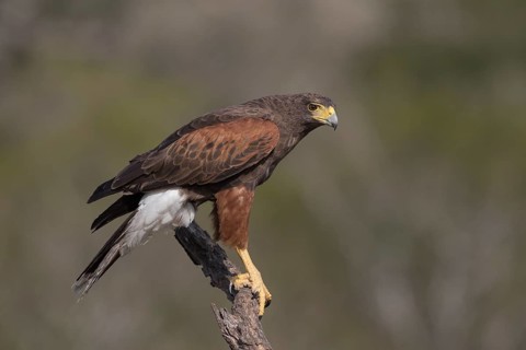 Harris's Hawk (Parabuteo unicinctus) perched on a branch, Texas, USA