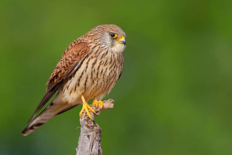 Kestrel, (Falco tinnunculus), falcon family, falcons, perching, foraging
