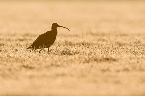 Im Gegenlicht... Großer Brachvogel *Numenius arquata* am frühen Morgen auf einer nassfeuchten Wiese