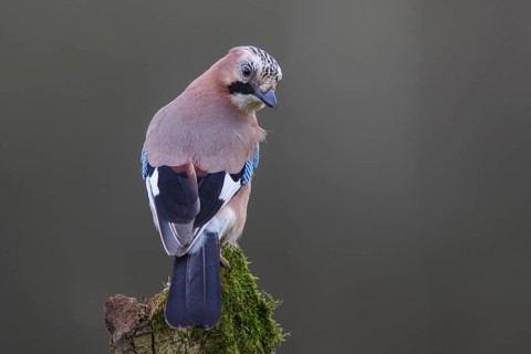 Eurasian Jay (Garrulus glandarius) perched on a mossy trunk, Poland