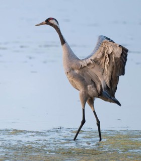 Crane (Grus grus) standing with open wings in the shallow water zone of a lake, Lower Saxony,