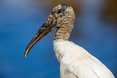 Forest stork (Mycteria americana) Pantanal Brazil
