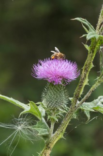 Bees on a flower, common thistle (Cirsium vulgare), treetop walk, Germany