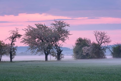 Field landscape with dawn red and morning mist in spring, blossoming cherry trees at dawn, Freyburg